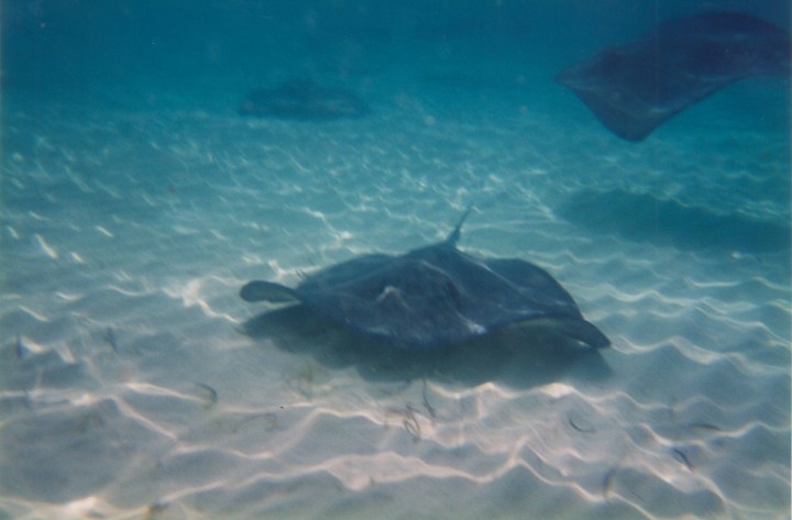 Stingray City - Grand Cayman