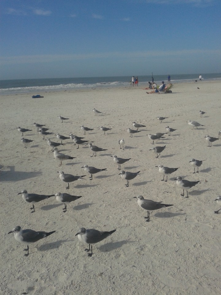 GAIVOTAS NA PRAIA DE CLEARWATER FLORIDA