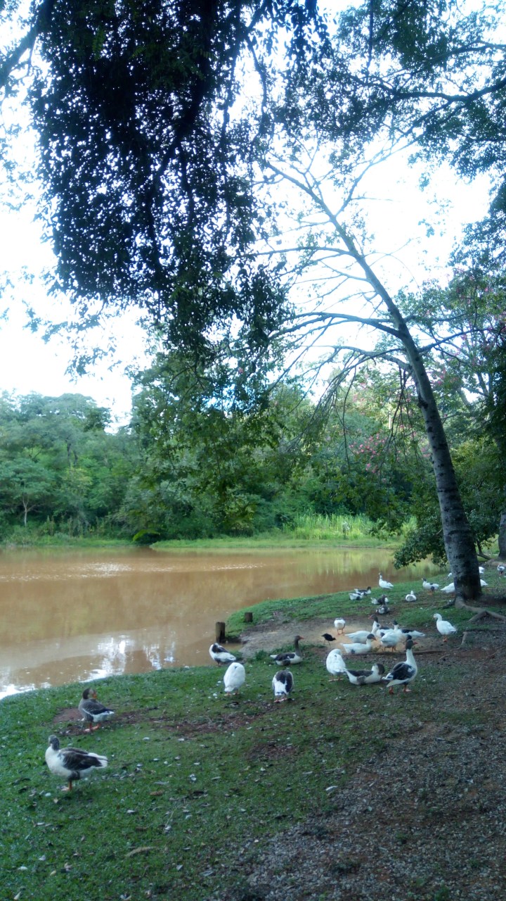 LAGO RESTAURANTE O CASARÃO 54