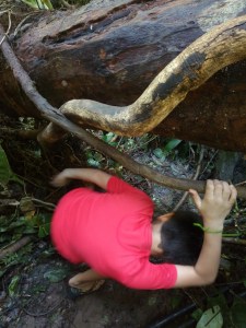 TRILHA SERTAO DO CAMBURI - SAO SEBASTIAO SP