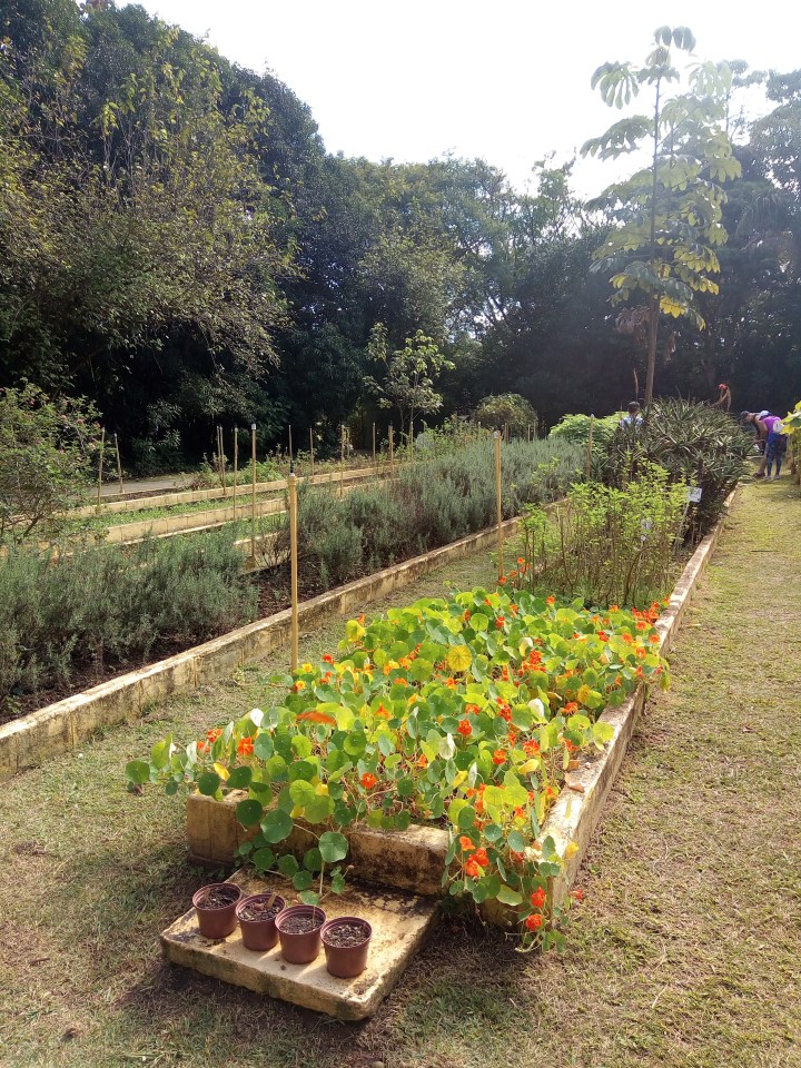 CANTEIROS - PARQUE VILLA LOBOS SP