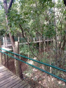 CIRCUITO DAS ÁRVORES - PARQUE VILLA LOBOS SP