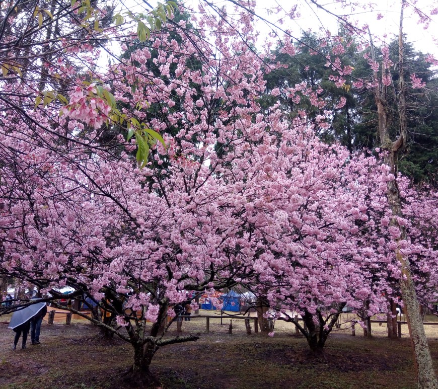 FESTA DAS CEREJEIRAS PARQUE DO CARMO SP