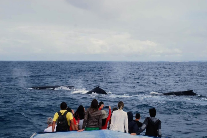 Turismo de observação - baleia jubarte em Arraial D'Ajuda
