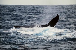 Baleia Jubarte em Arraial D'Ajuda