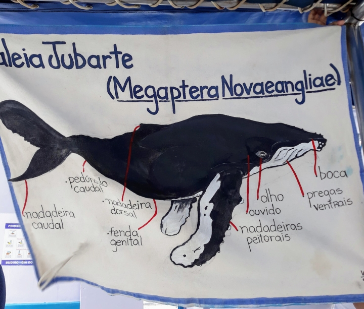 Baleia Jubarte - Passeio de barco em Arraial D'Ajuda