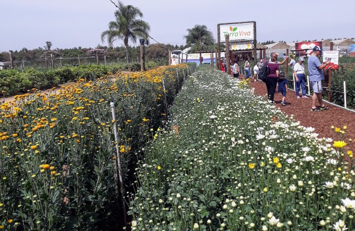 Expoflora Holambra SP