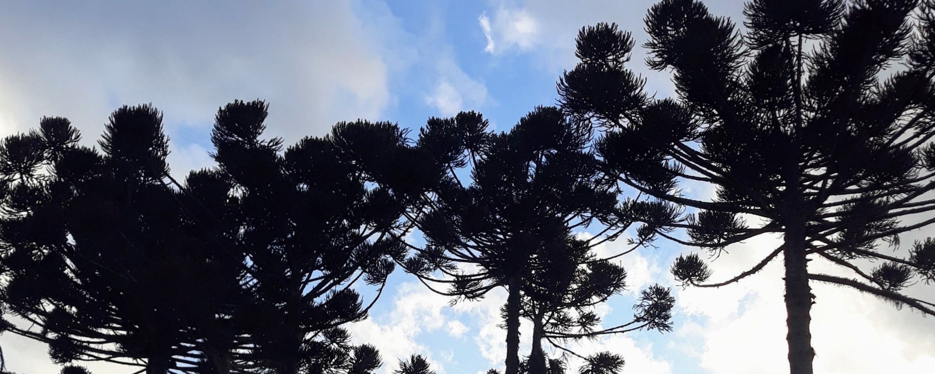 Araucárias - Curitiba PR