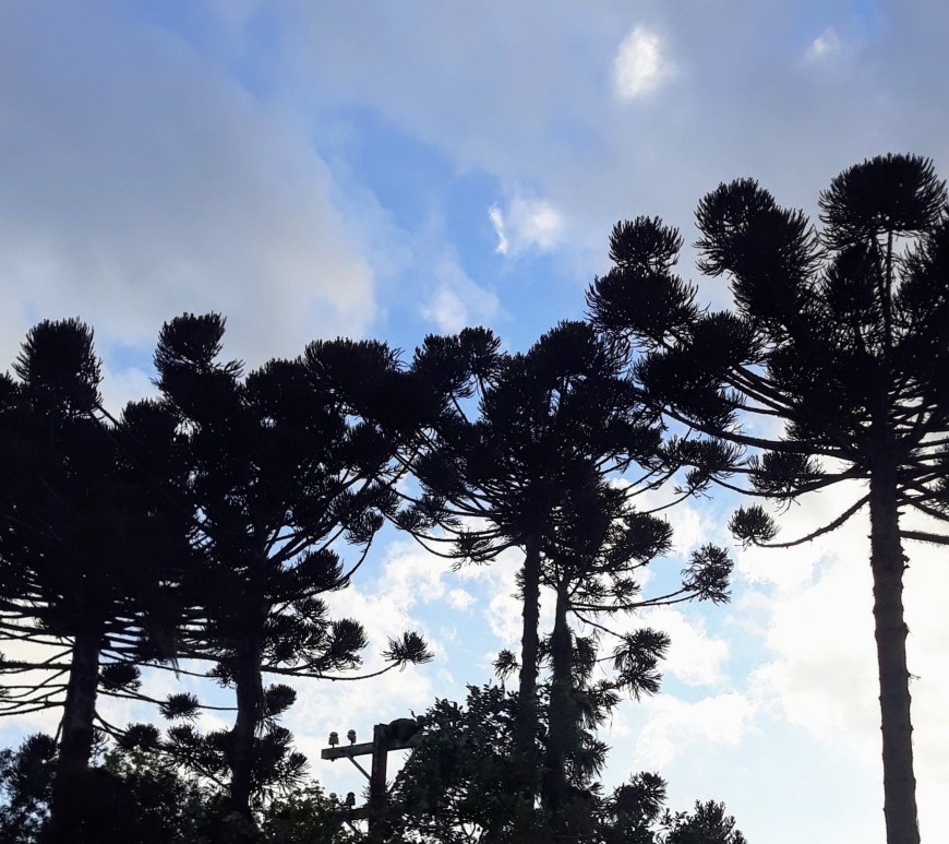 Araucárias - Curitiba PR