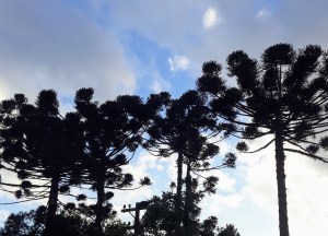 Araucárias - Curitiba PR