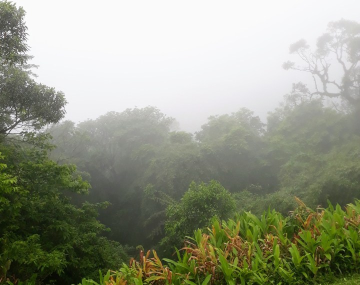 Neblina na Serra da Graciosa PR