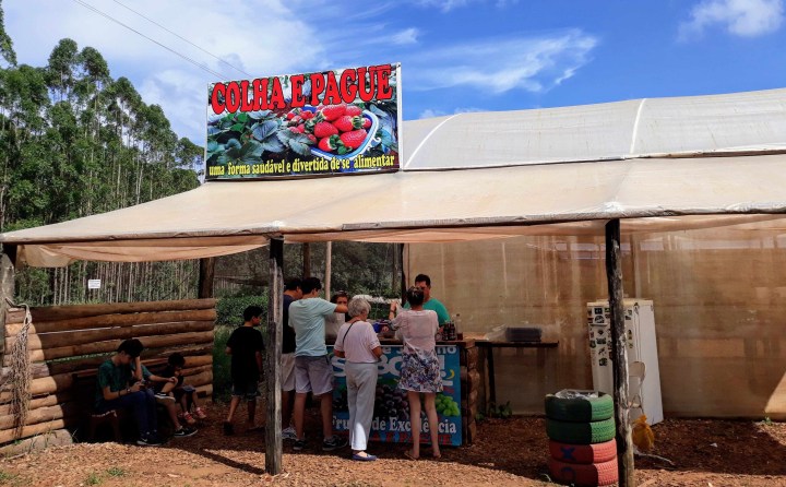 Colha e pague morangos em São Miguel Arcanjo SP