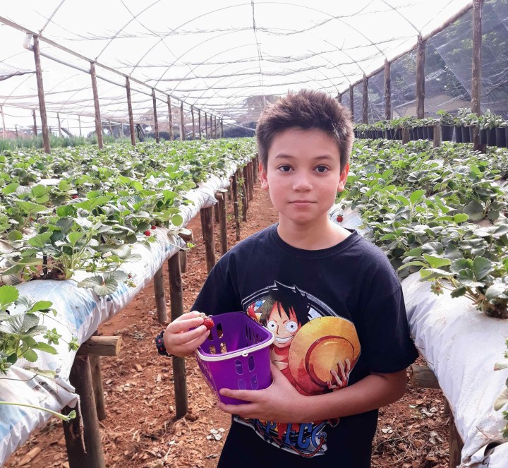 Colha e pague morangos em São Miguel Arcanjo SP