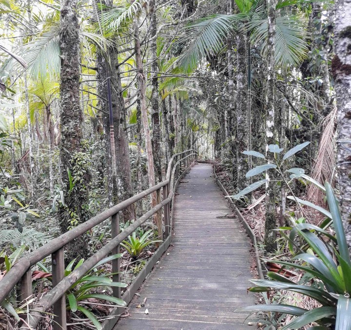 Trilha das bromélias no Parque Estadual Carlos Botelho em São Miguel Arcanjo SP