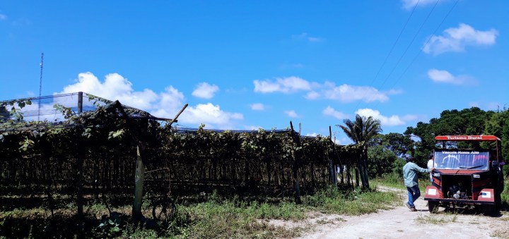 Colha e Pague na Vinicola Monte Alto em São Miguel Arcanjo SP