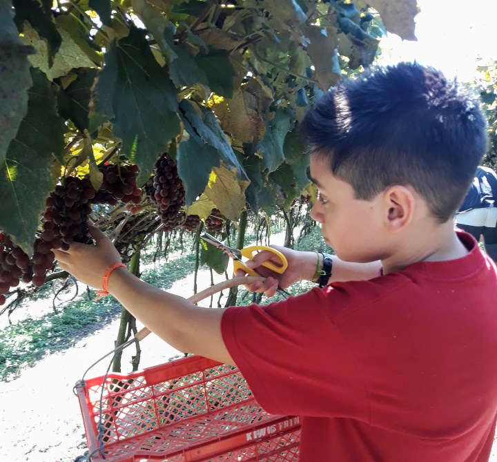 Vinícola Monte Alto em São Miguel Arcanjo SP